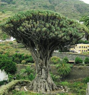 Dragons Blood Tree Seeds Dracaena Draco seeds